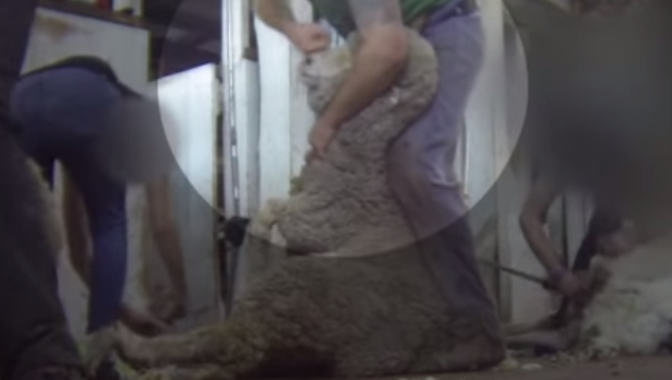 オーストラリアの羊の毛刈り現場の動物虐待映像がひどい……